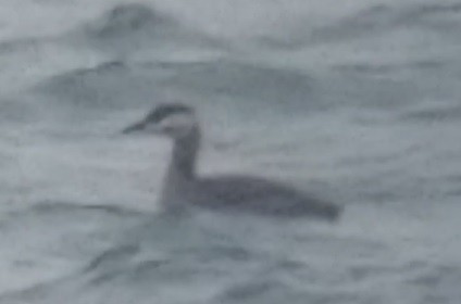 Red-necked Grebe - ML459361921