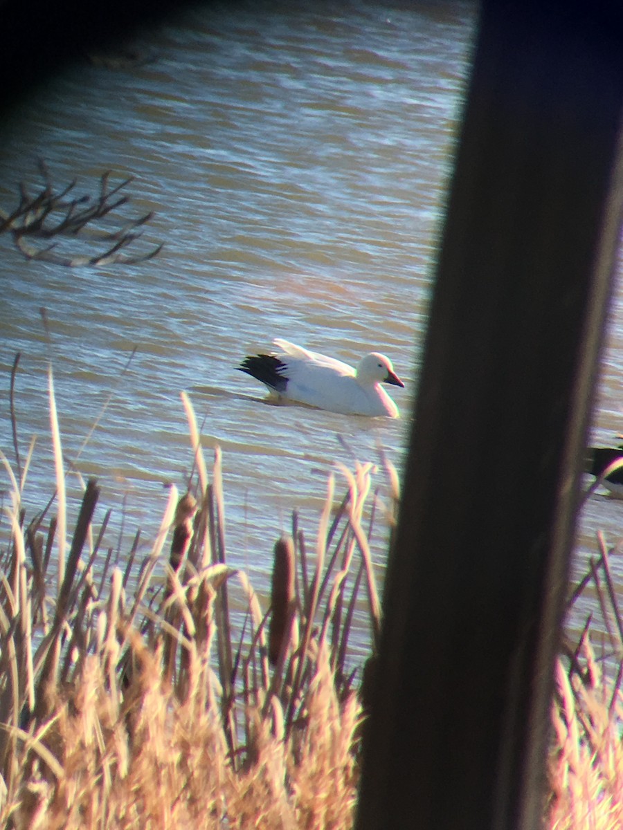 Snow Goose - ML45936261