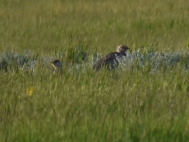 Sharp-tailed Grouse - ML459362611