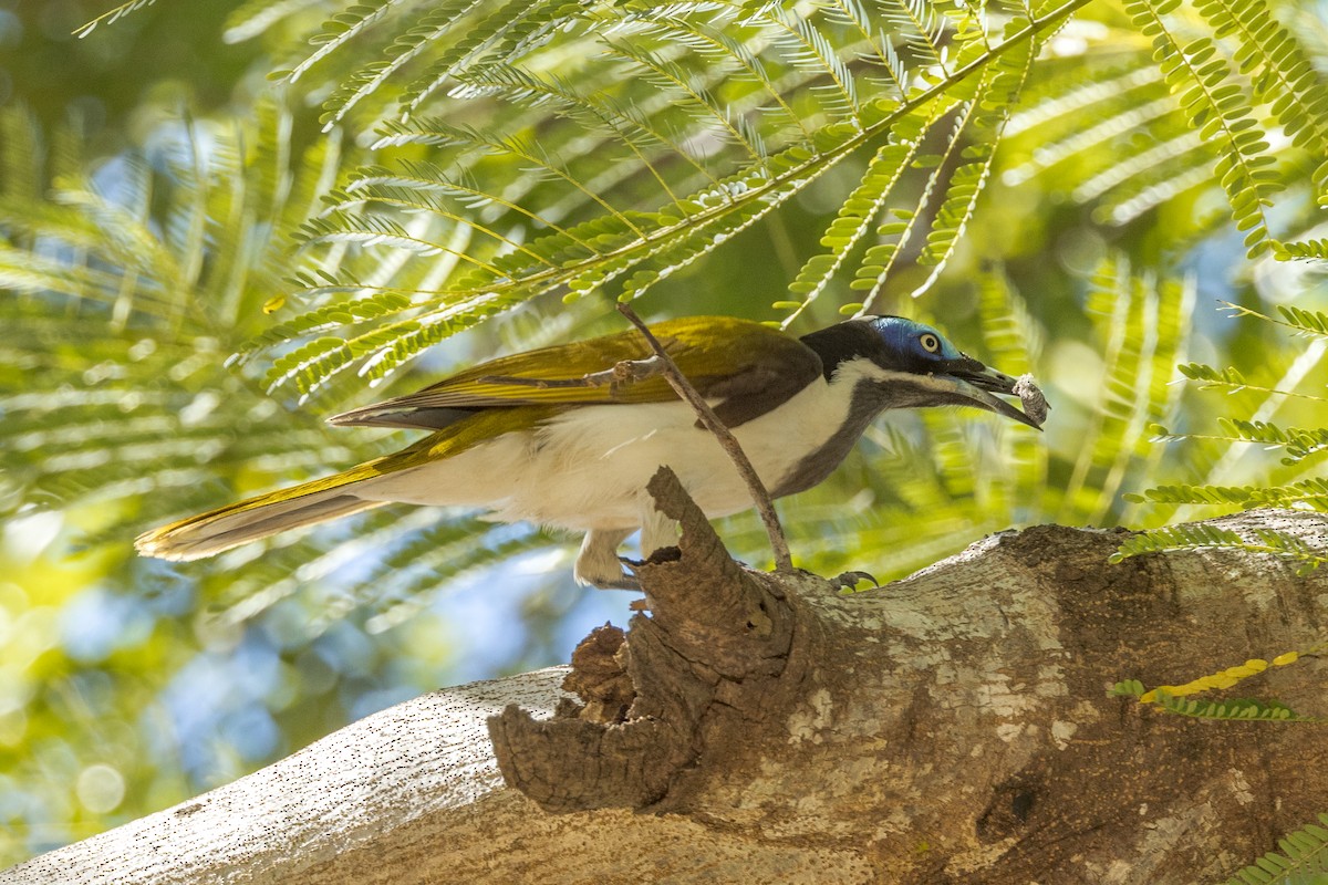 Blue-faced Honeyeater - ML459363121