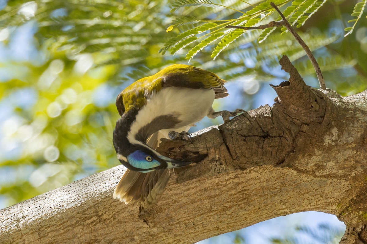 Blue-faced Honeyeater - ML459363141