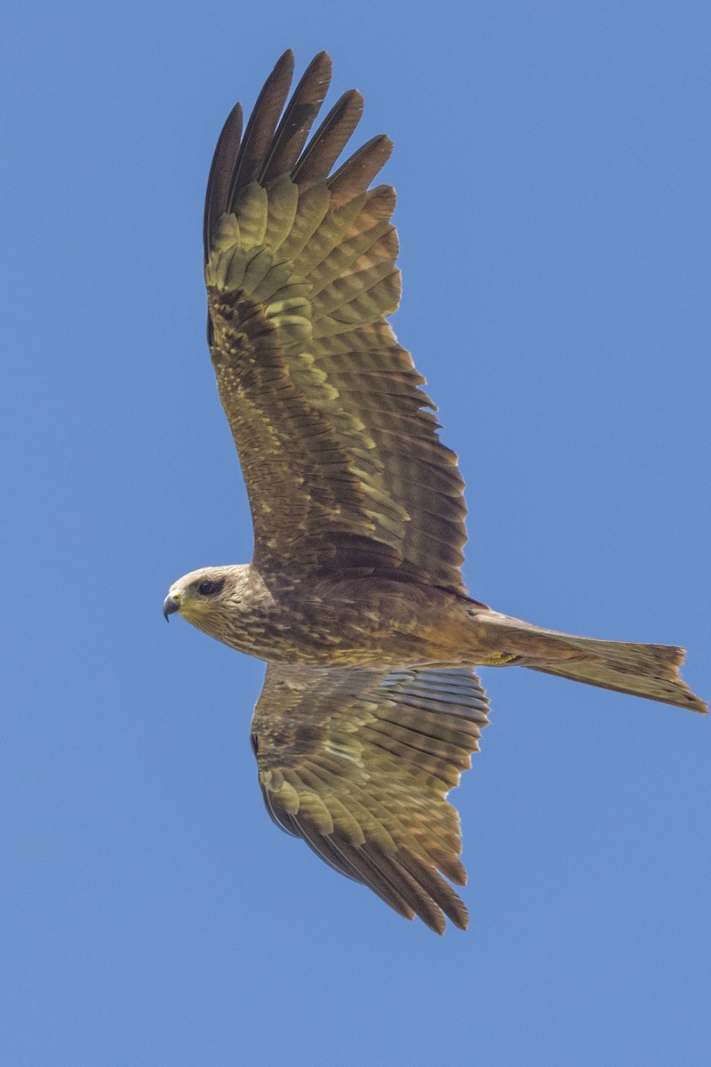 Black Kite - ML459363161