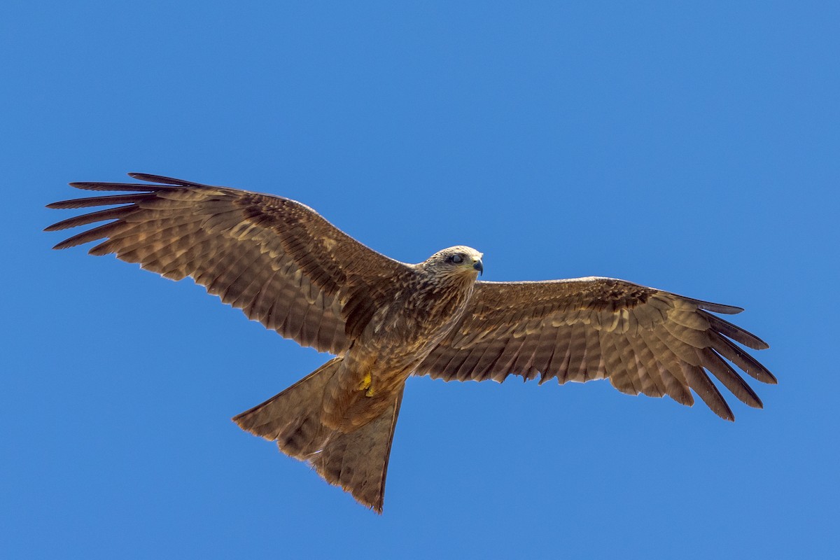 Black Kite - ML459363331