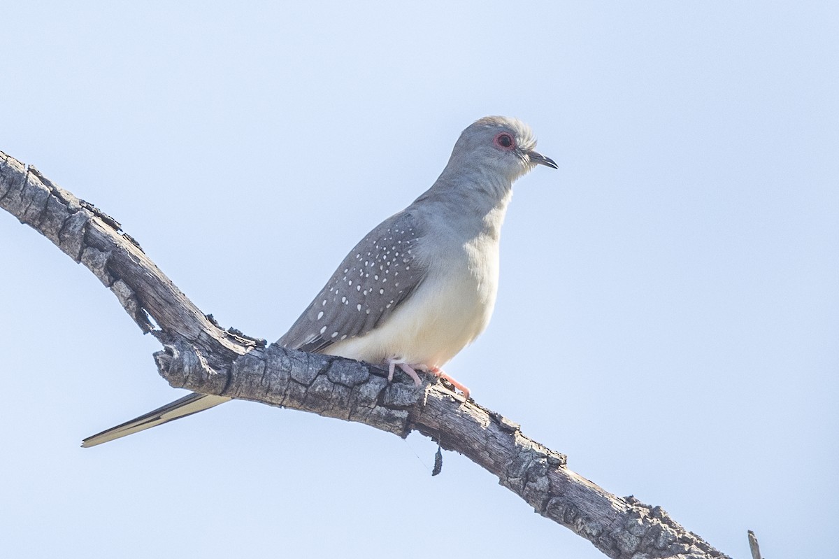 Diamond Dove - ML459363351