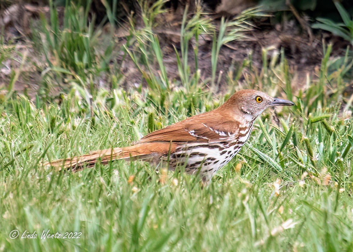 Brown Thrasher - ML459363671
