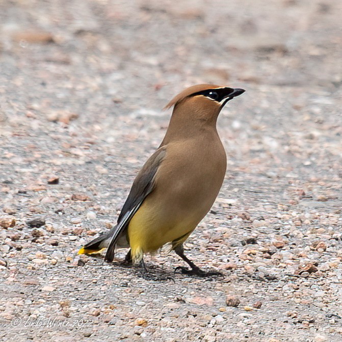 Cedar Waxwing - ML459363681