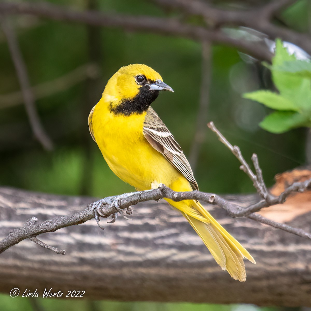 Orchard Oriole - ML459363721