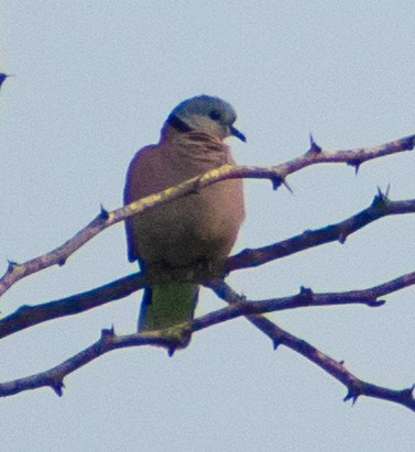 Red Collared-Dove - ML459365401