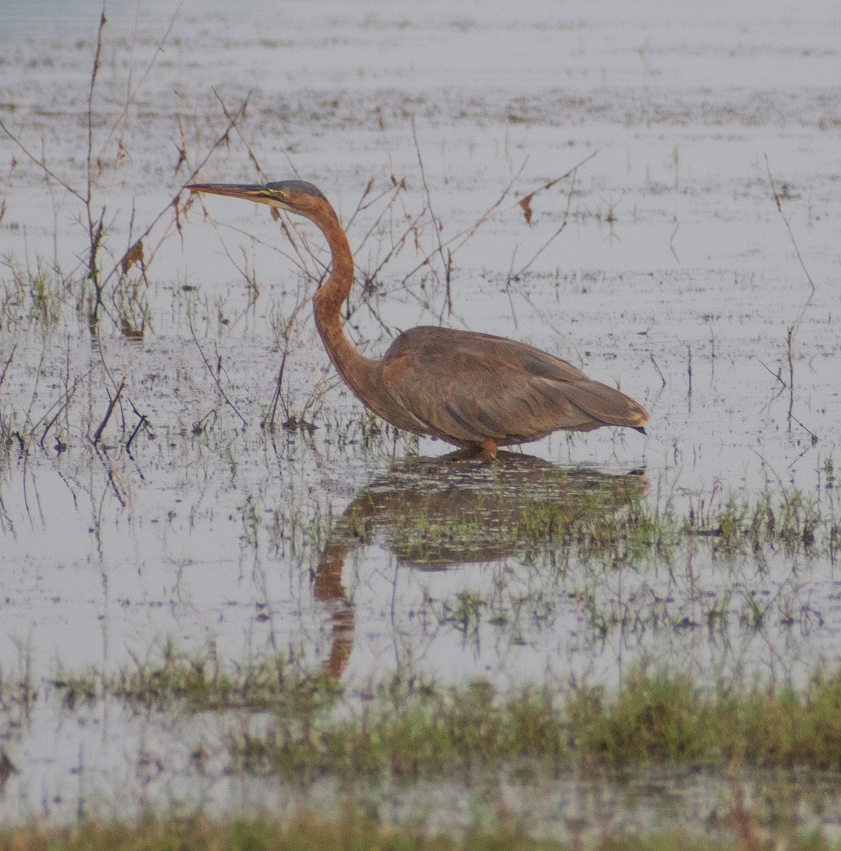 Purple Heron - ML459365521