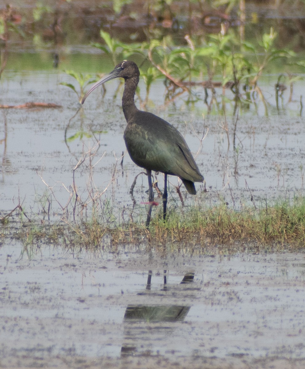 Glossy Ibis - ML459365551