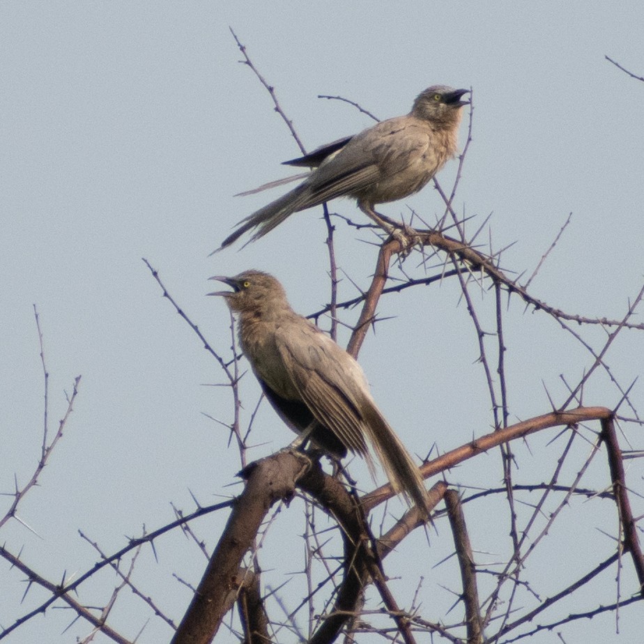 Large Gray Babbler - ML459365691