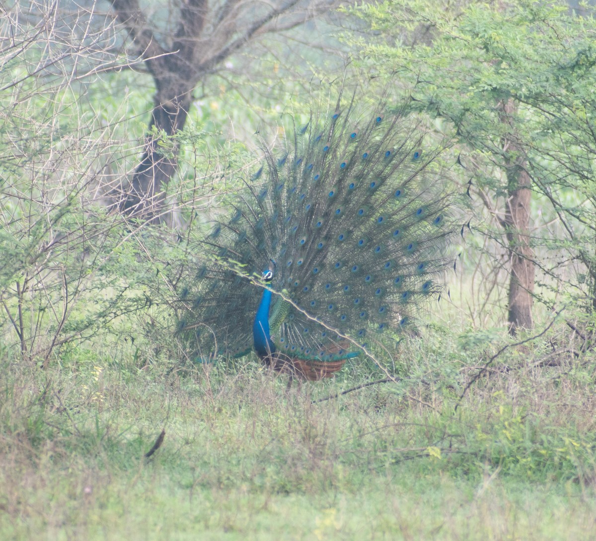Indian Peafowl - ML459365761