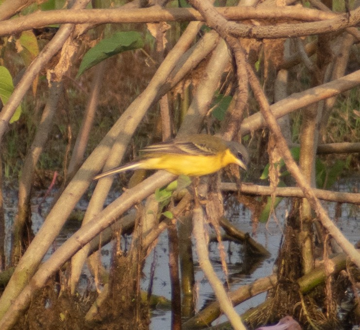 Western/Eastern Yellow Wagtail - ML459365911