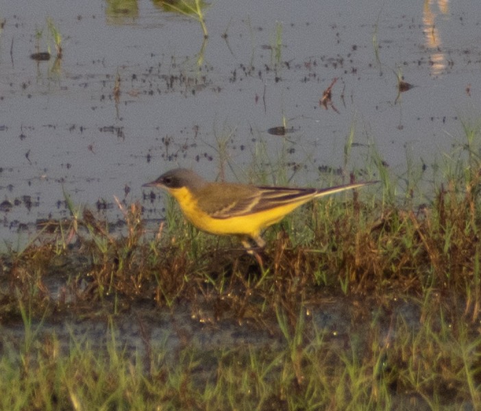 Western/Eastern Yellow Wagtail - ML459365921