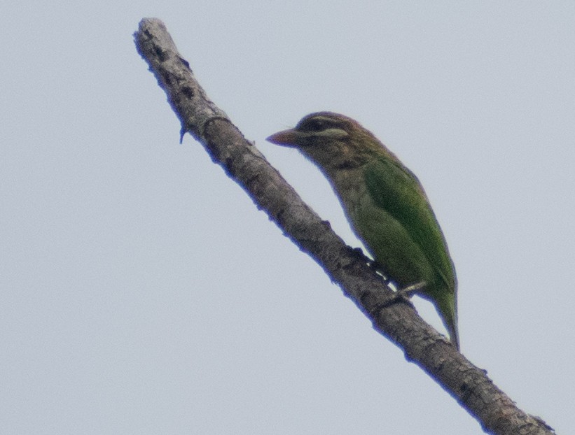 White-cheeked Barbet - ML459366101