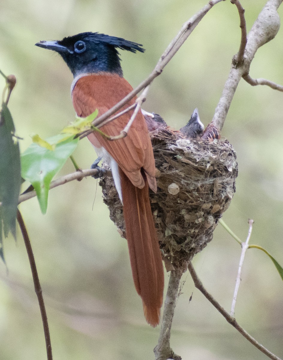 Indian Paradise-Flycatcher - ML459366161