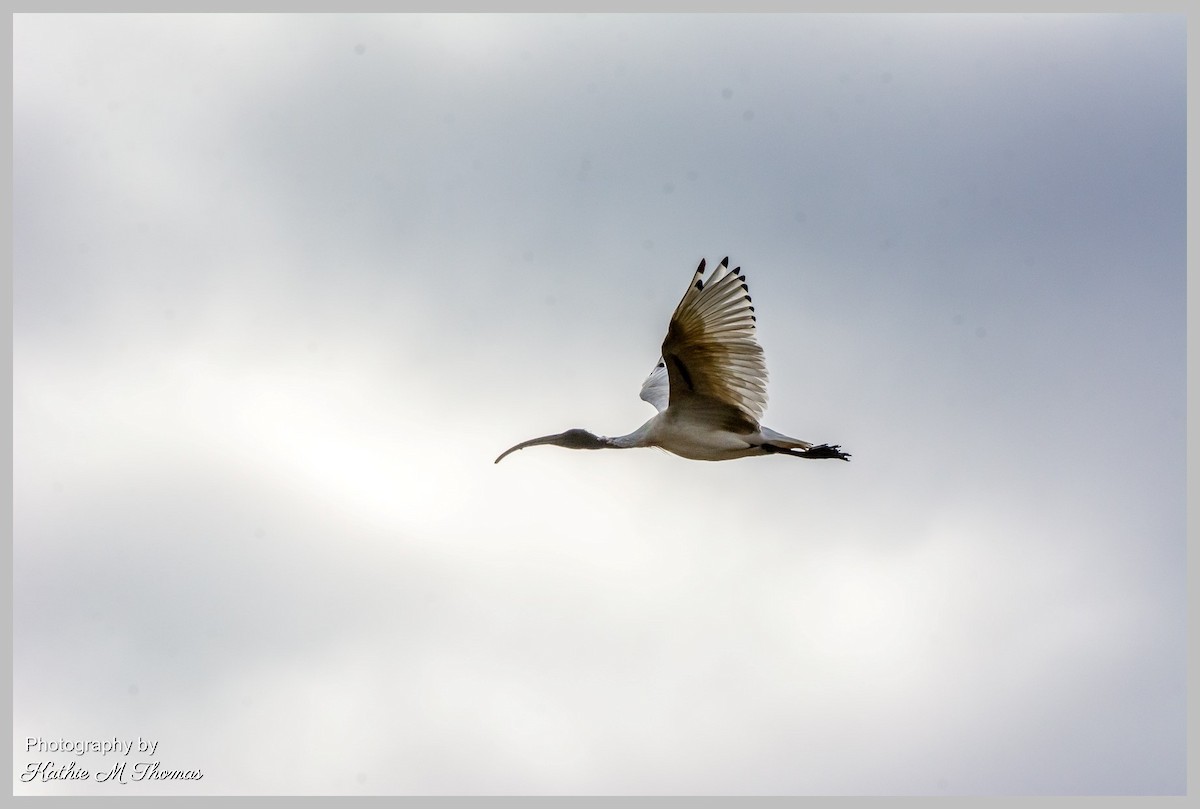 ibis australský - ML459366331