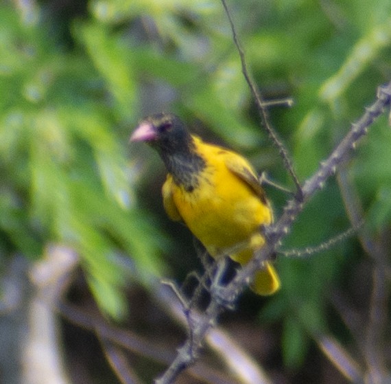 Black-hooded Oriole - ML459366391