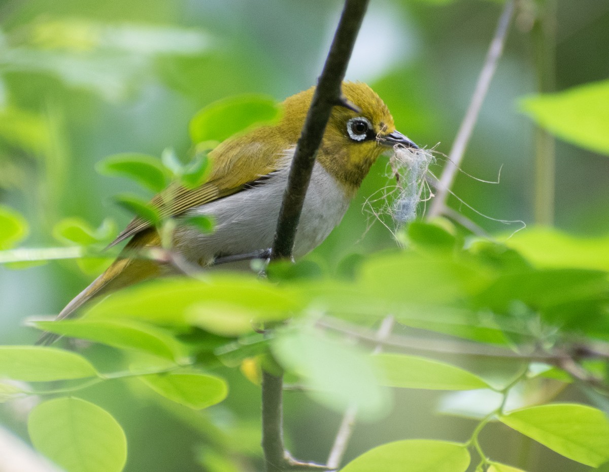 Indian White-eye - ML459366481