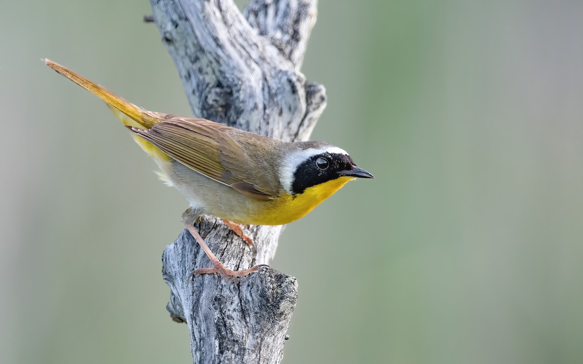 Common Yellowthroat - ML459367491