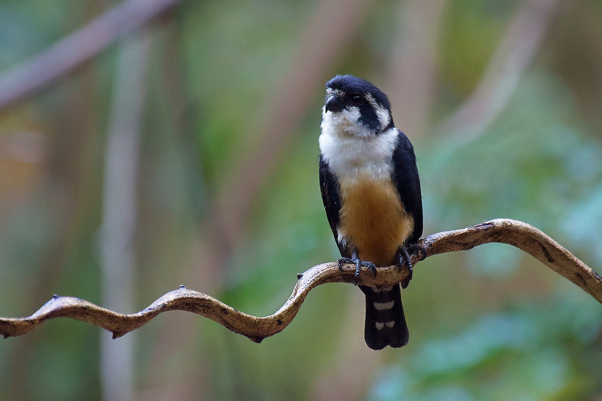 Black-thighed Falconet - ML459367771