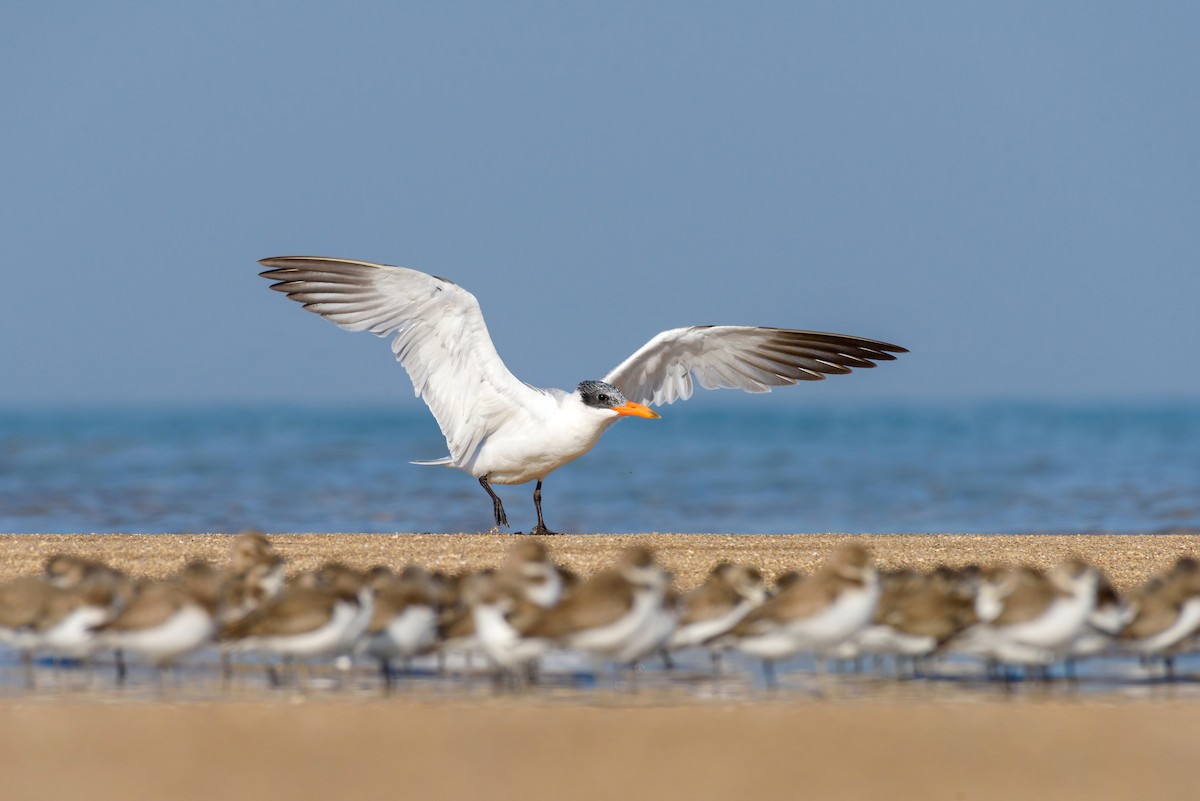 Caspian Tern - Hiren Khambhayta