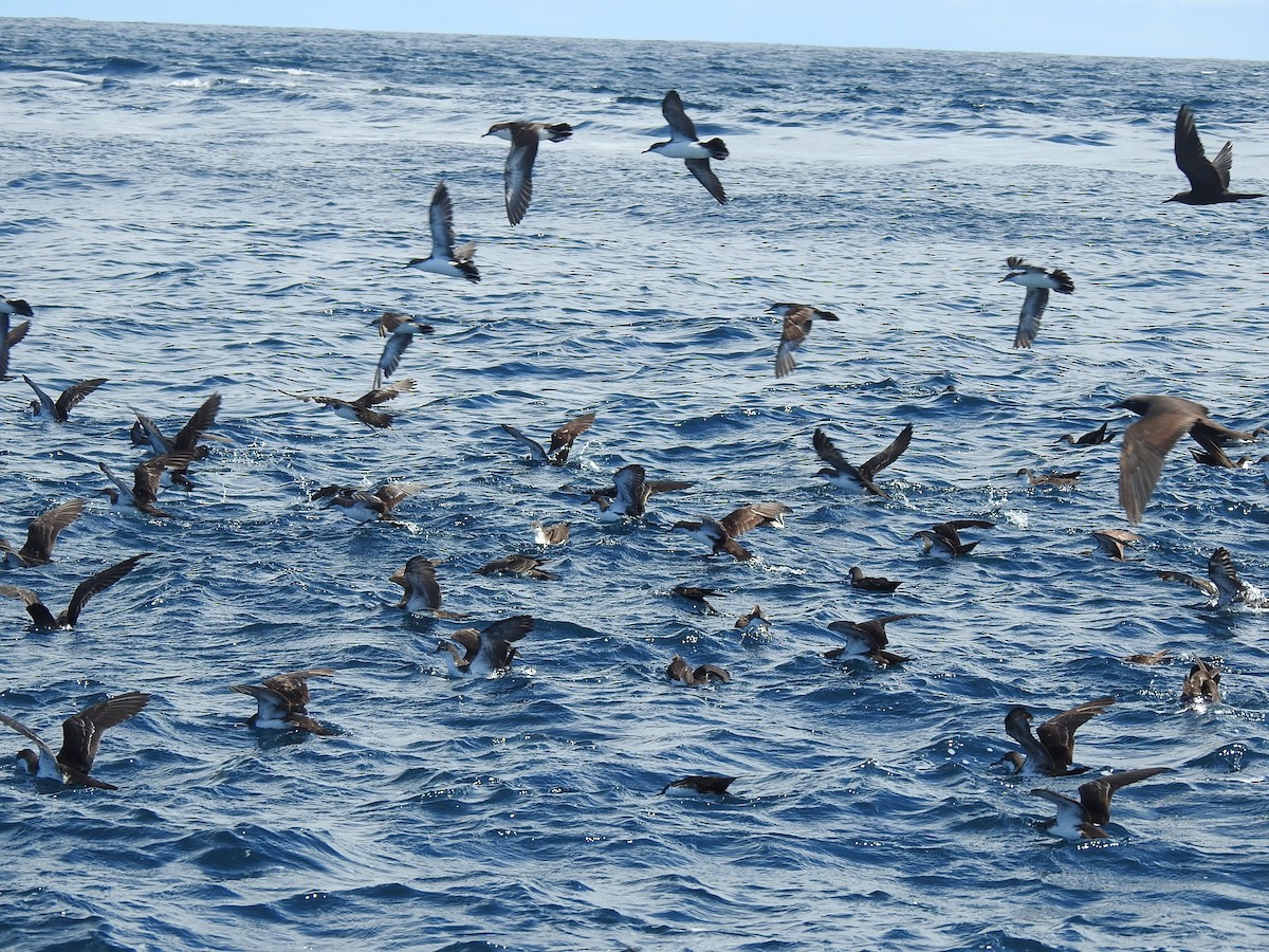 Галапагосский буревестник - ML459369101