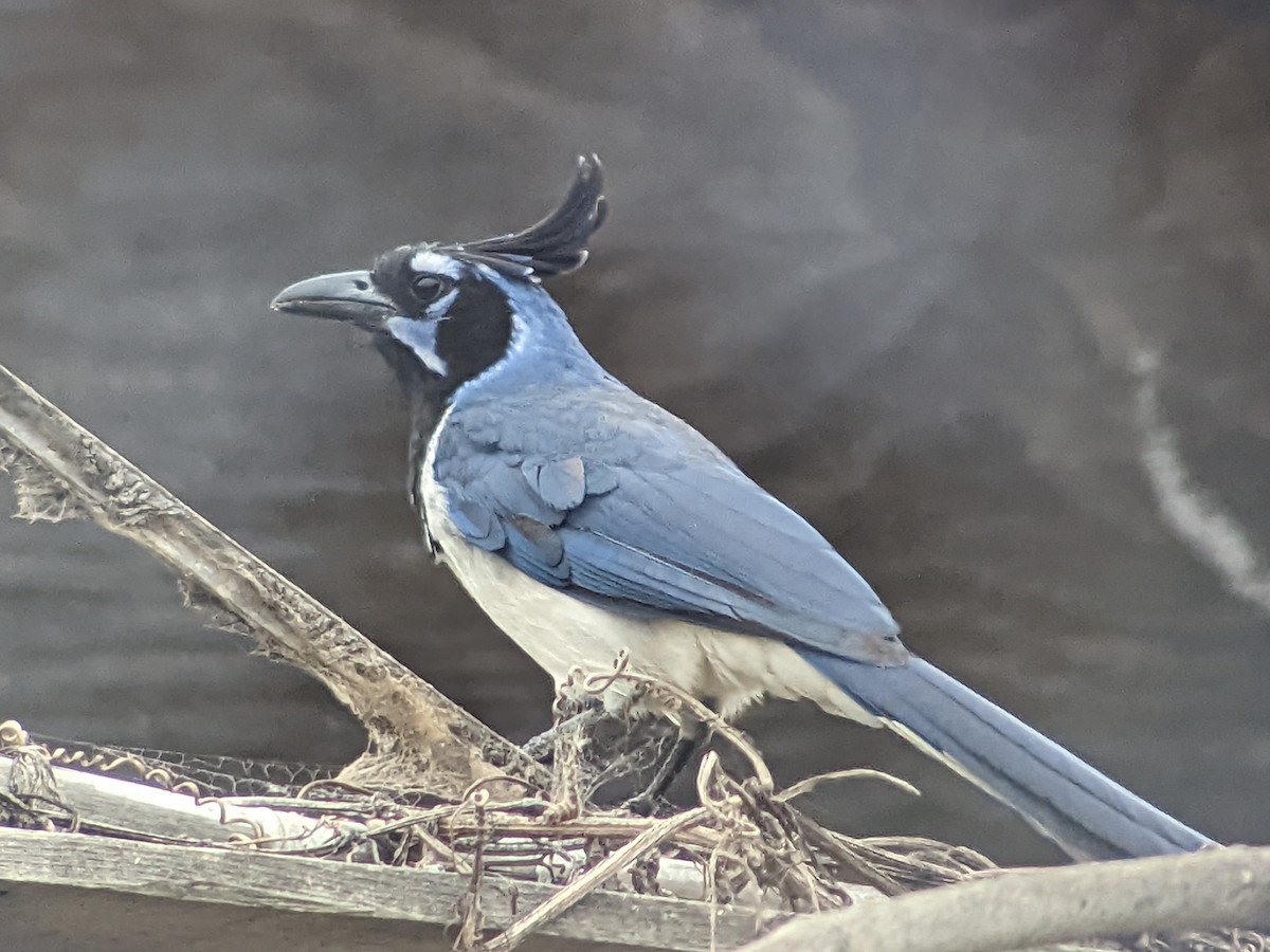 Black-throated Magpie-Jay - ML459370041