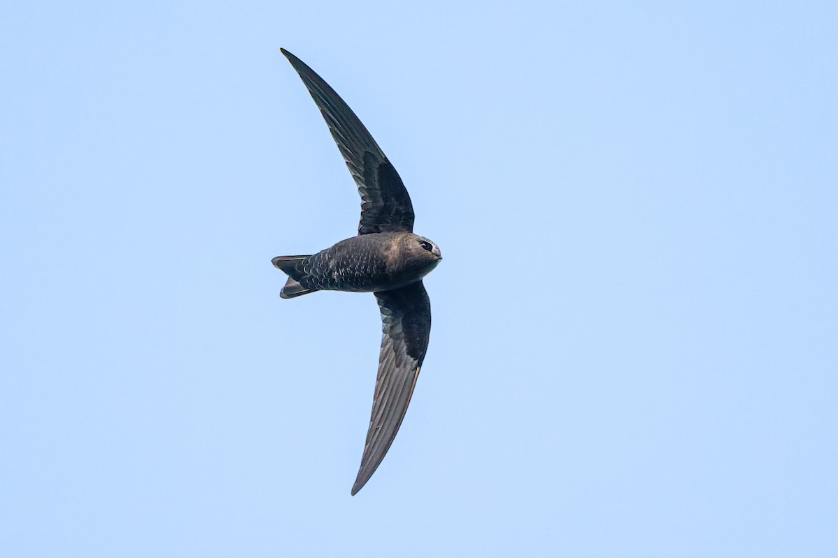 Black Swift - ML459370211