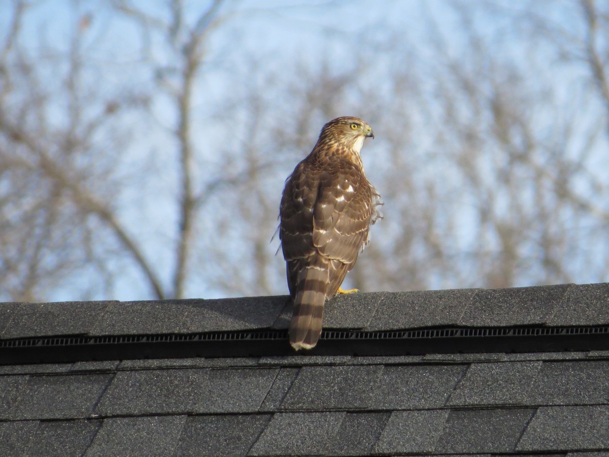 Cooper's Hawk - ML45937041