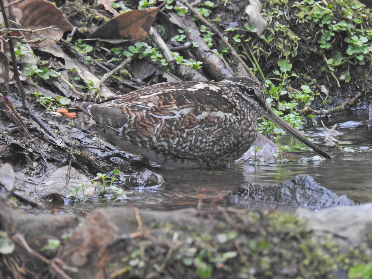 Agachadiza Solitaria - ML459371931