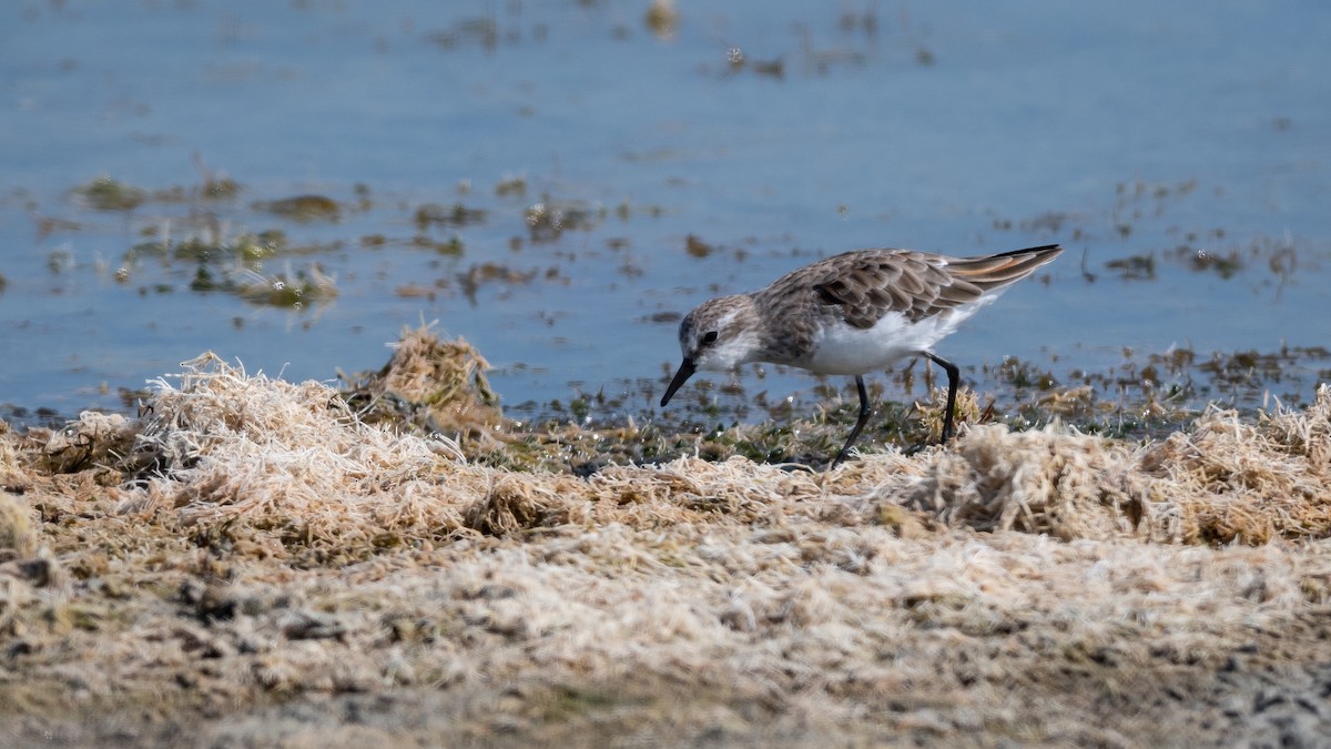 Little Stint - ML459372841