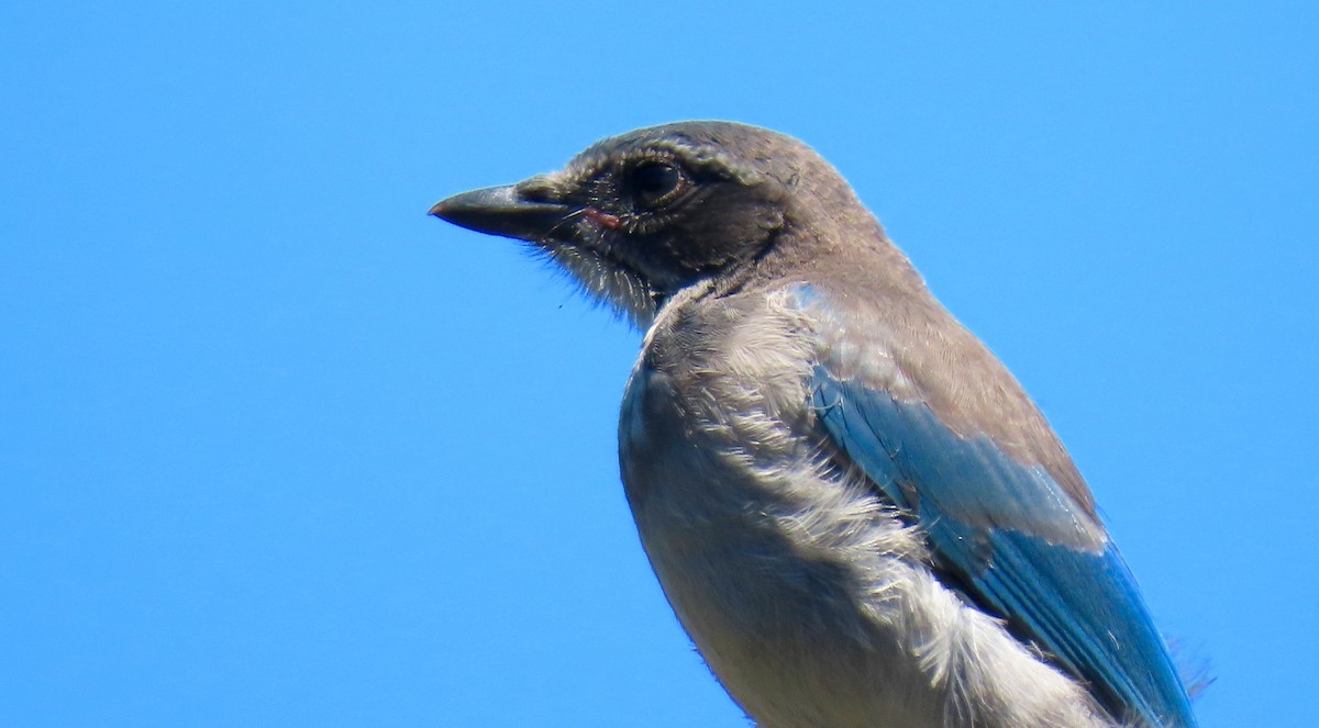 California Scrub-Jay - ML459373011