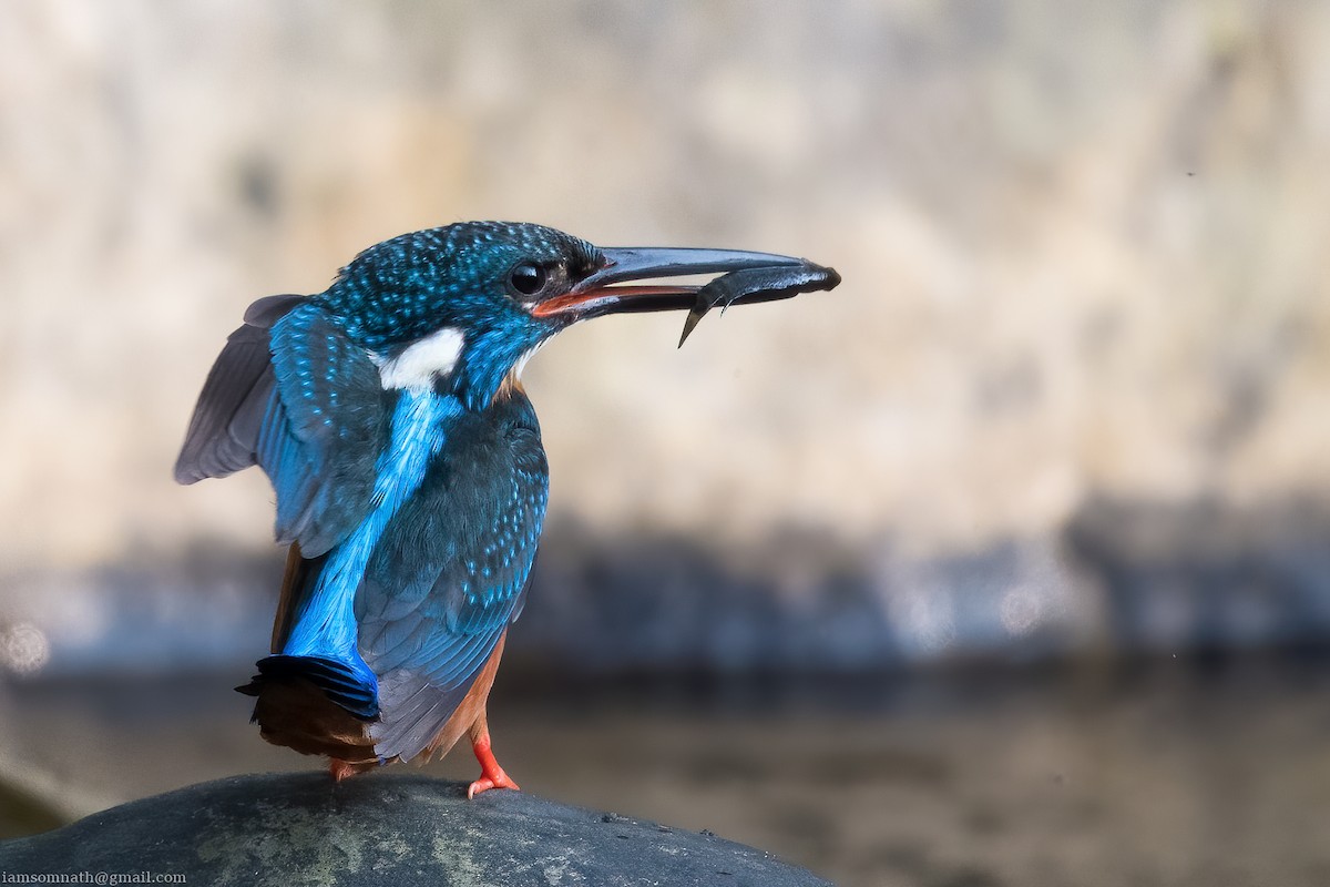 Blyth's Kingfisher - Somnath Goswami