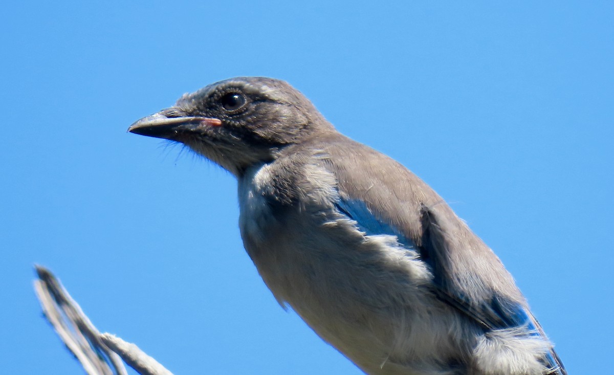 California Scrub-Jay - ML459373081