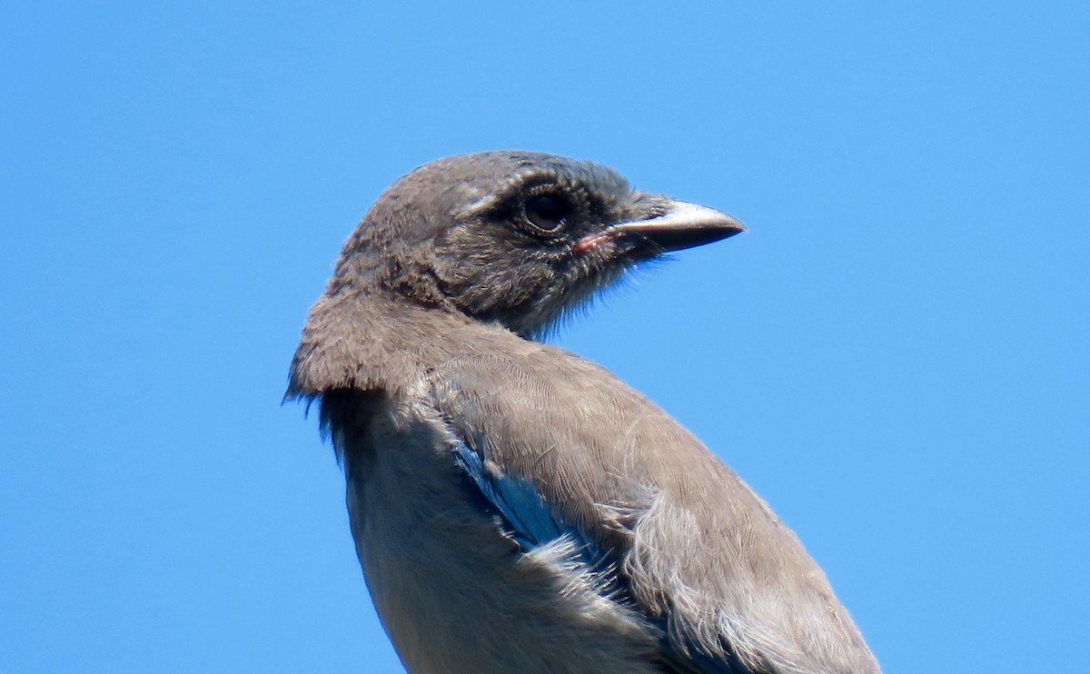 California Scrub-Jay - ML459373091