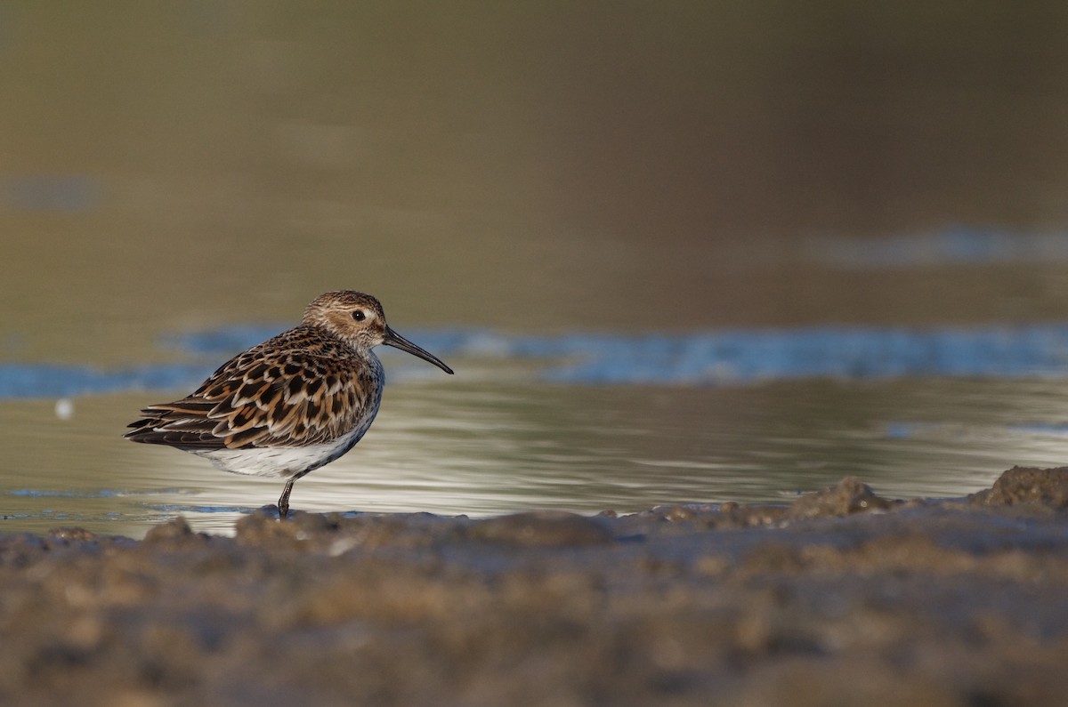 Dunlin - ML459374211