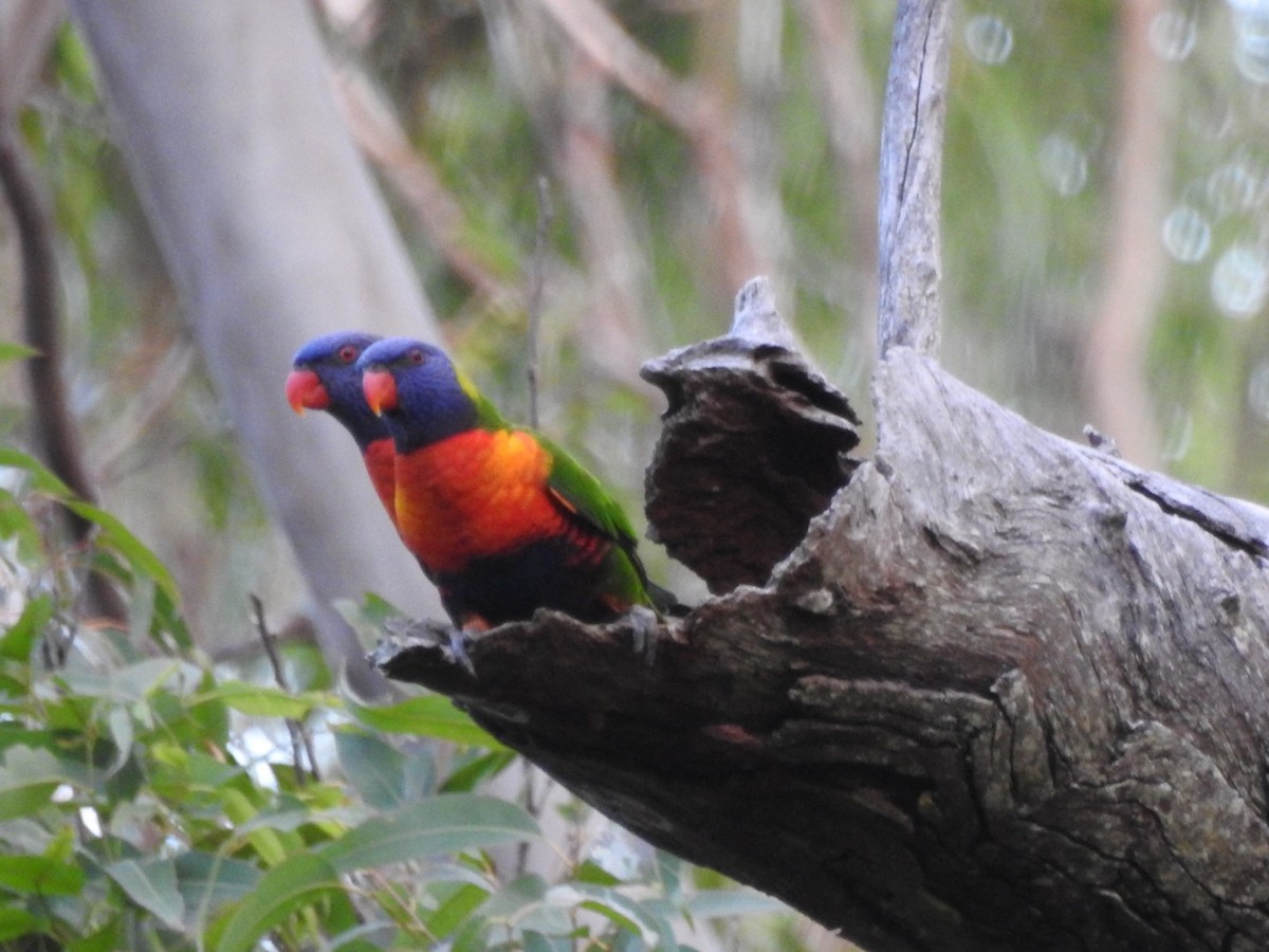 Rainbow Lorikeet - ML459375301