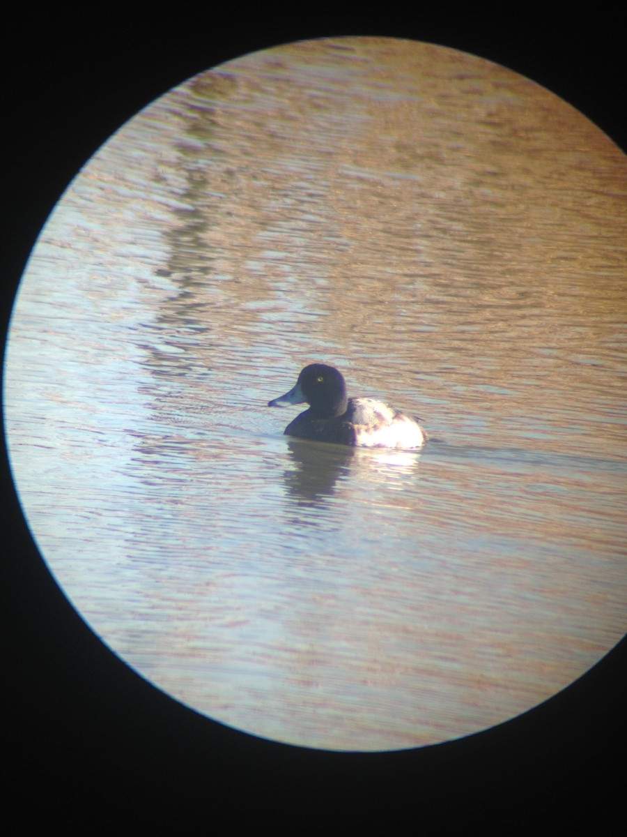 Greater Scaup - ML45937551
