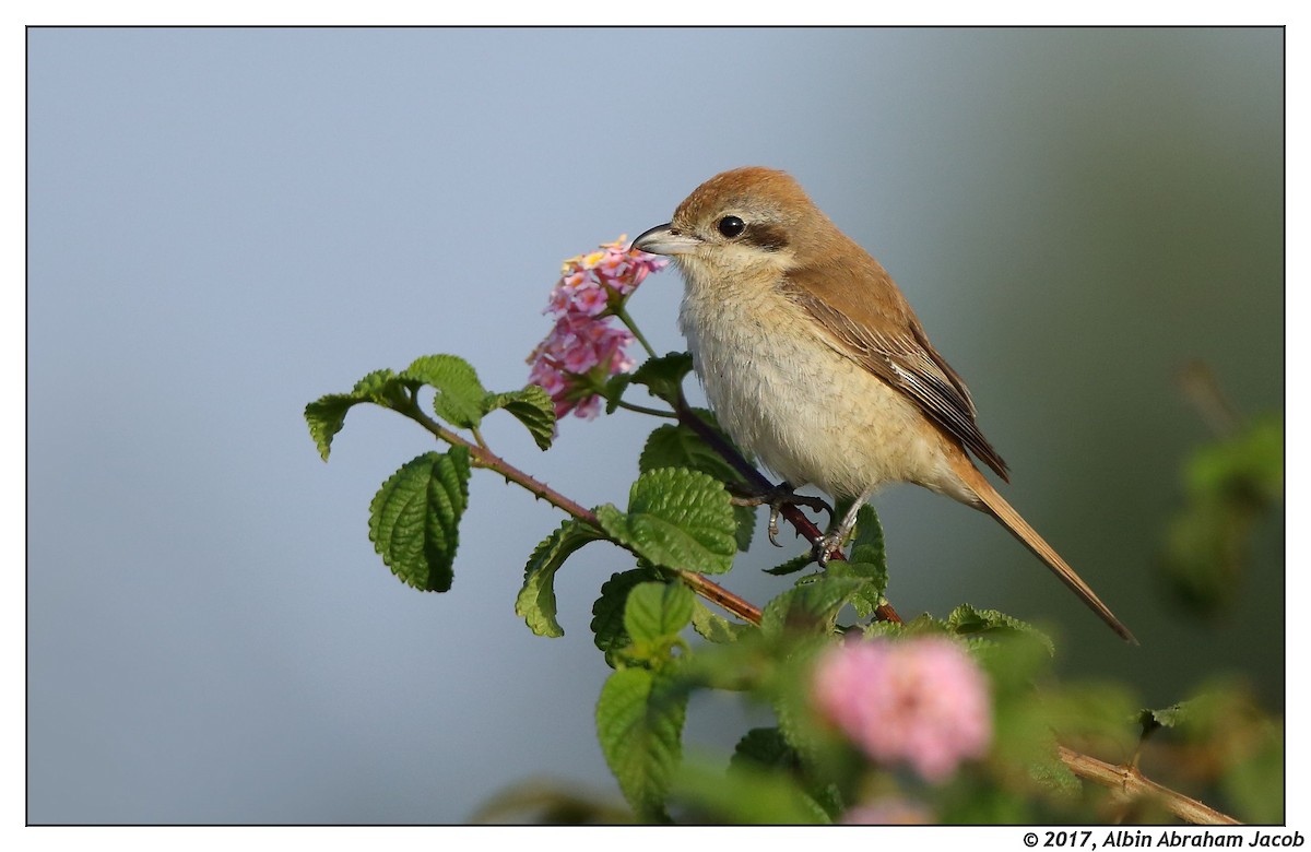 Brown Shrike - ML45937611