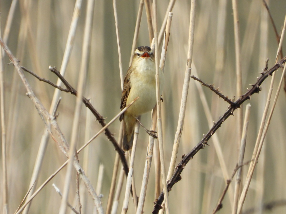 Sedge Warbler - ML459376881