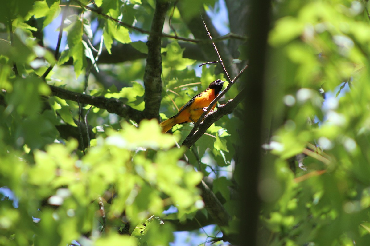 Oriole de Baltimore - ML459377791