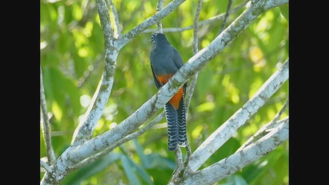 blåryggtrogon - ML459380411