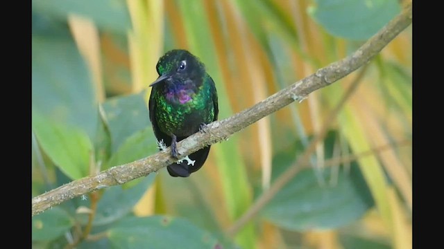 Colibrí Turmalina - ML459380631