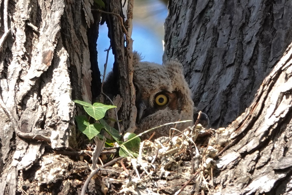 Great Horned Owl - ML459382331