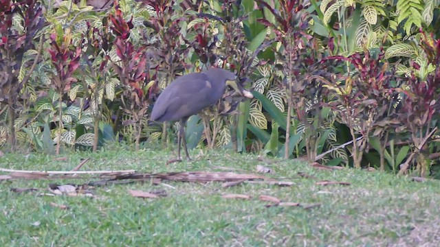 Bare-throated Tiger-Heron - ML459382371