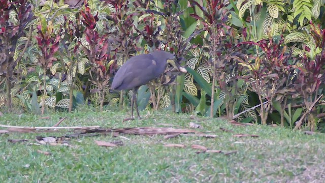 Bare-throated Tiger-Heron - ML459382371