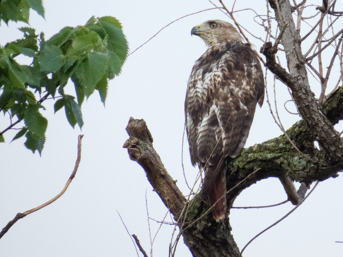 hawk sp. - ML459383851