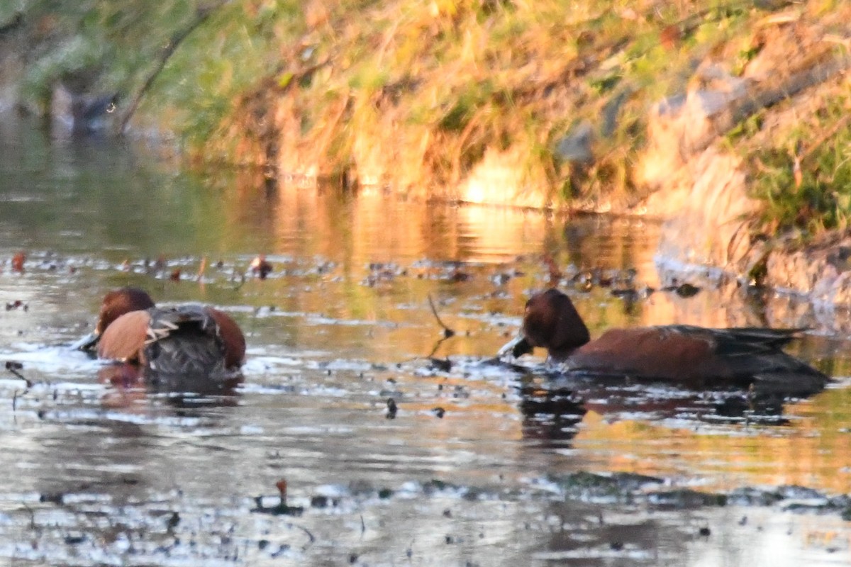 Cinnamon Teal - Cathryn Dippo