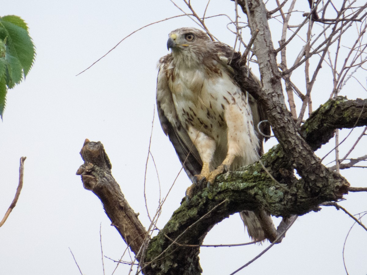 hawk sp. - ML459384621